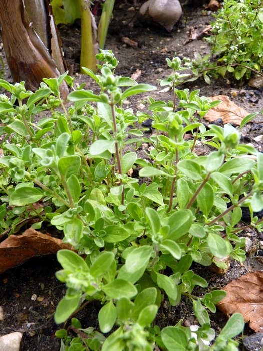 Origanum majorana (2)